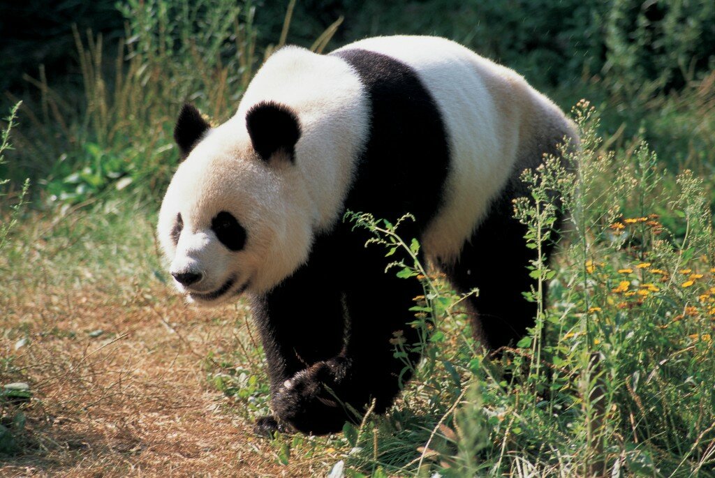 1440714026_Panda_wallpaper_095-1024x685.jpg
