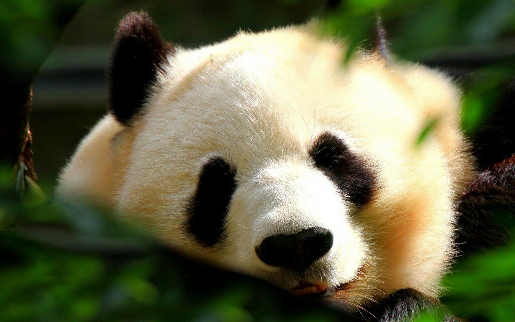 1440741764_panda-bear-habitat-1024x640.jpg
