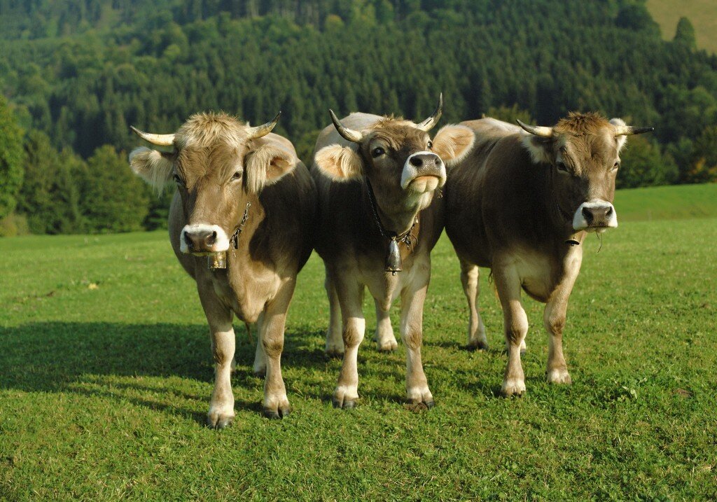 1443448882_Cows_wallpaper_022-1024x717.jpg
