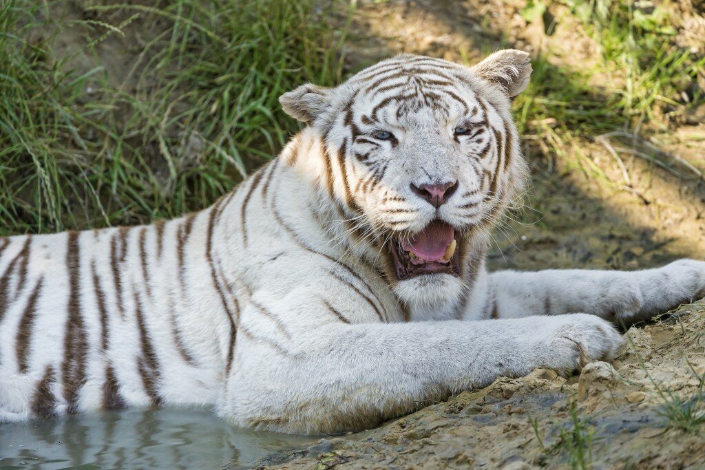 1443626586_White_Tiger_wallpaper_046-1024x683.jpg