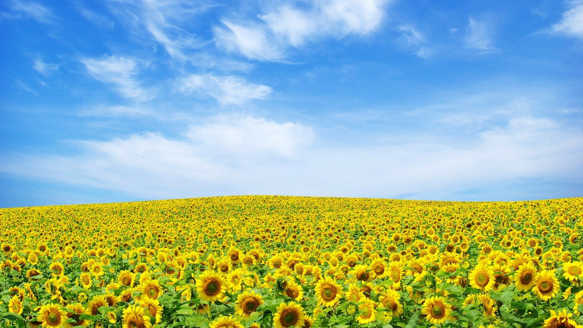 1443788218_Field-of-Flowers-Wallpapers-1.jpg