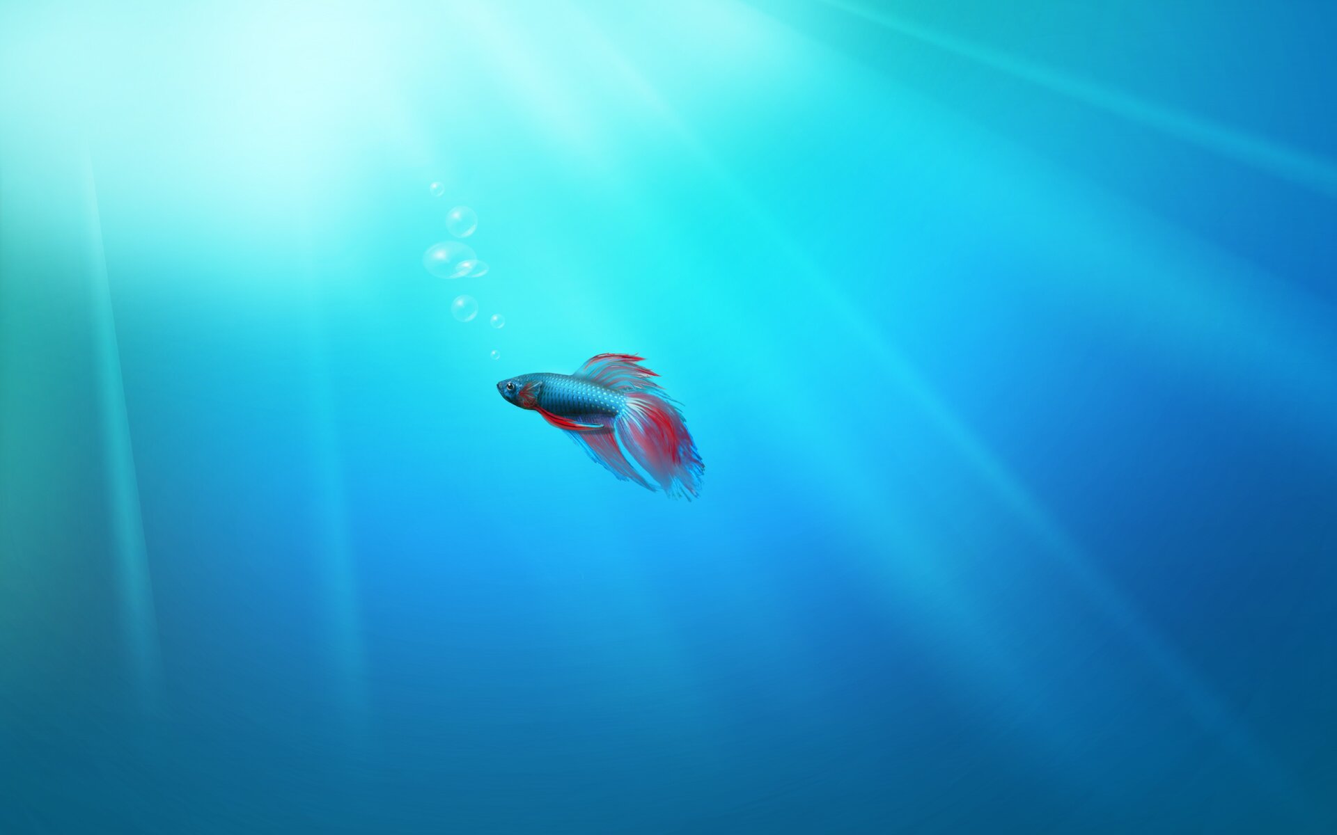 1444136528_betta_fish_windows_vista_wallpaper_hd_wide.jpg