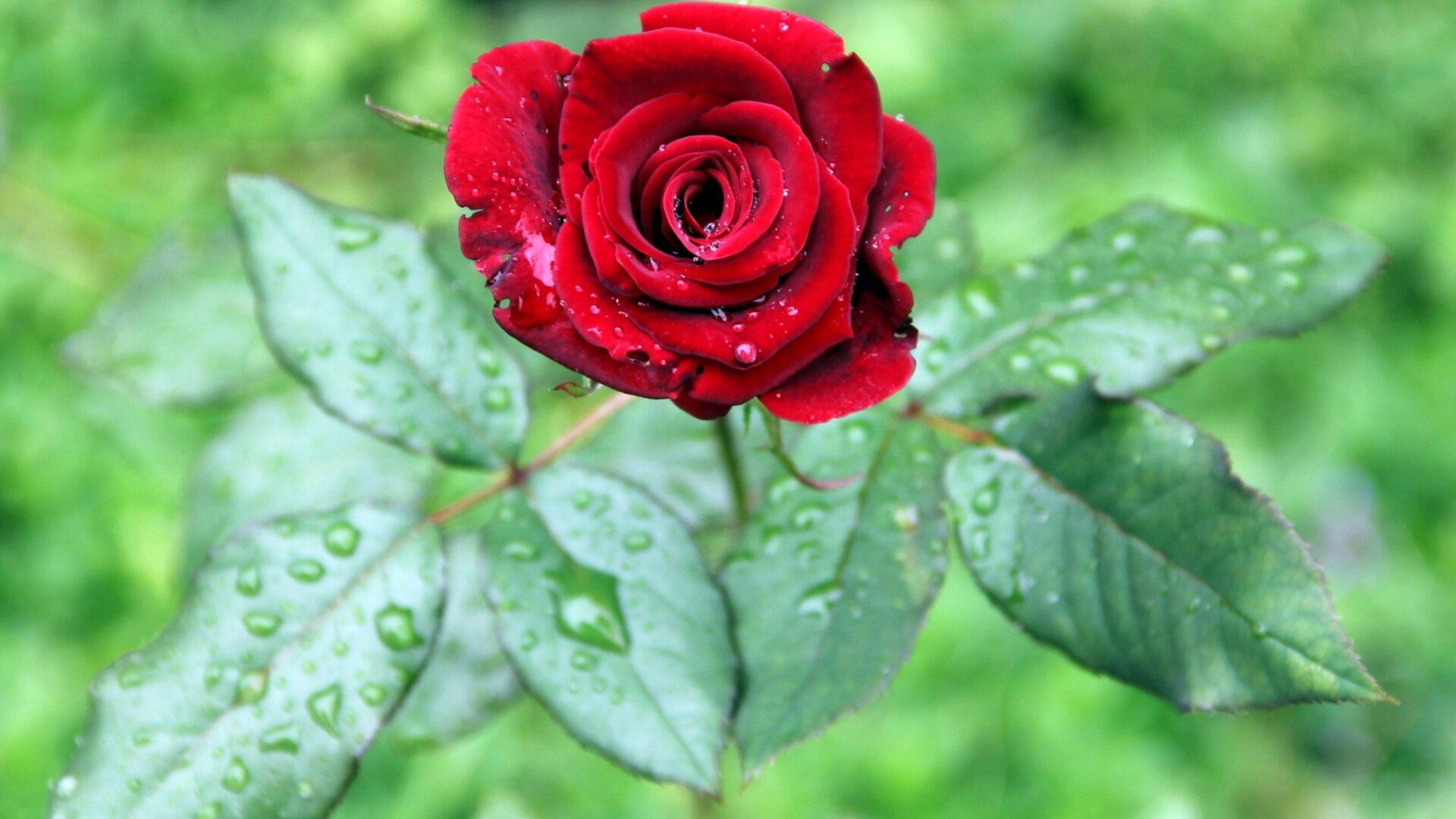 1444198280_Red-Rose-1.jpg