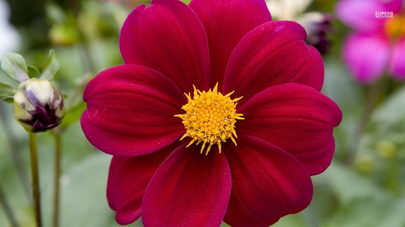 1444737528_Dahlia-Flower-2.jpg
