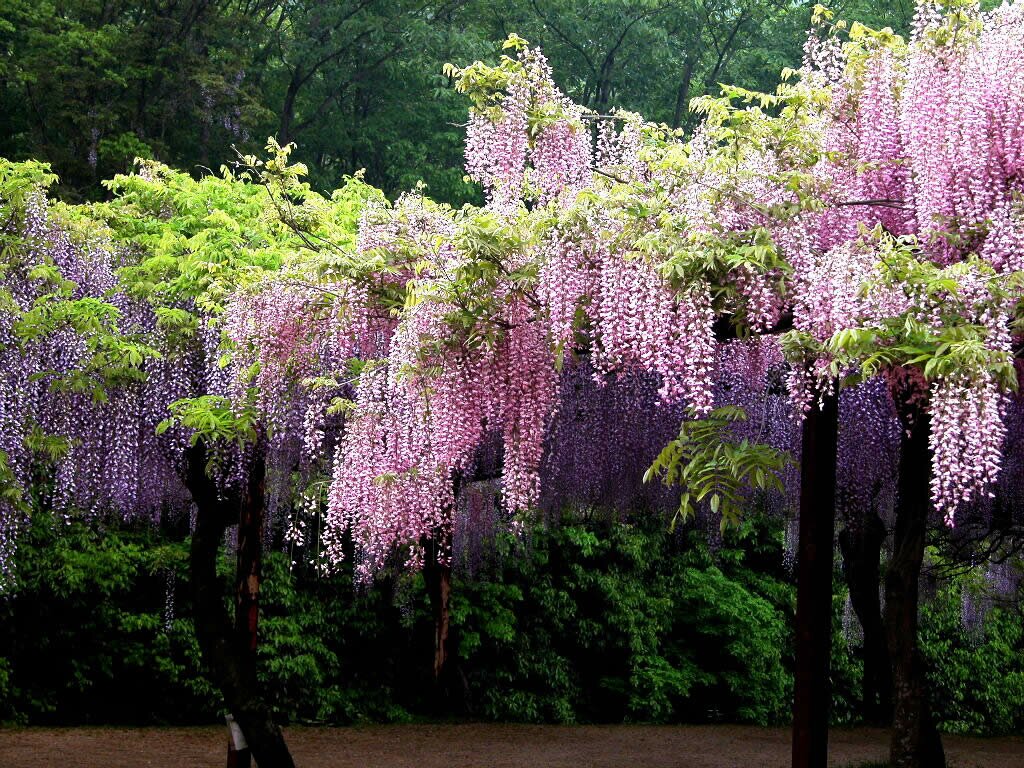 1444915151_Teng-Flowers-2.jpg