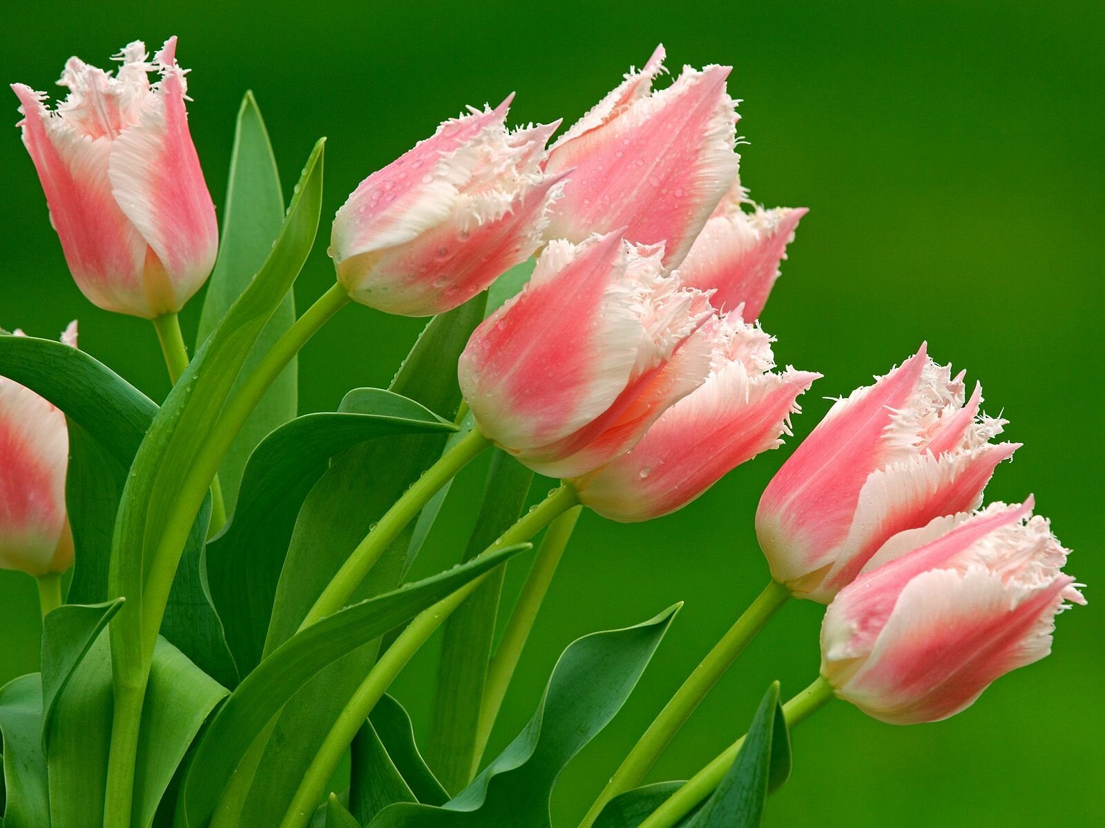 1445260469_Red-and-White-Tulips-Wallpaper.jpg