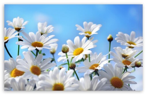 1445262737_Daisies-Wallpapers.jpg