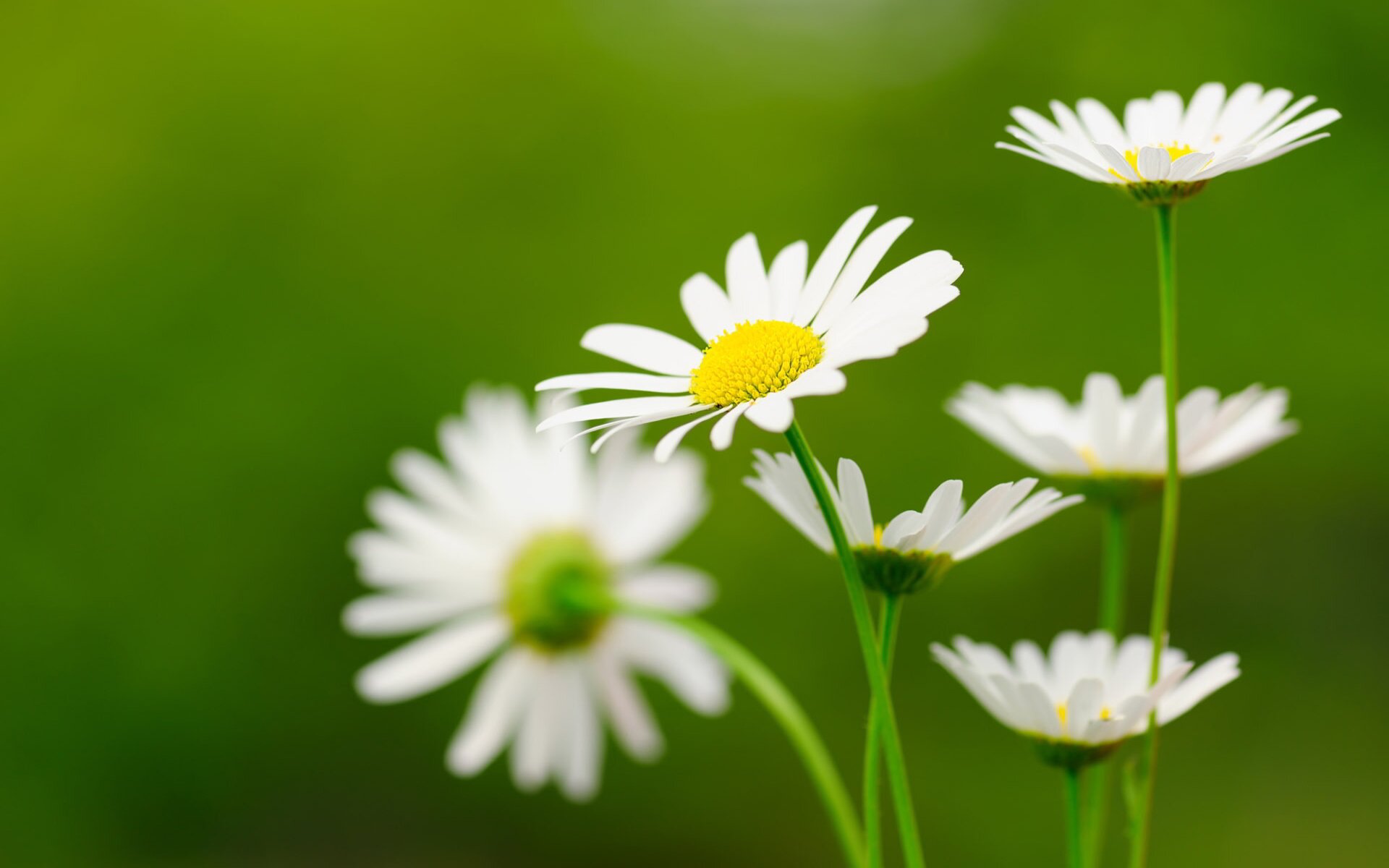 Daisies Wallpapers-1