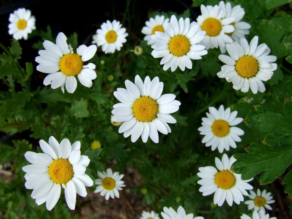 Daisies Wallpapers-10