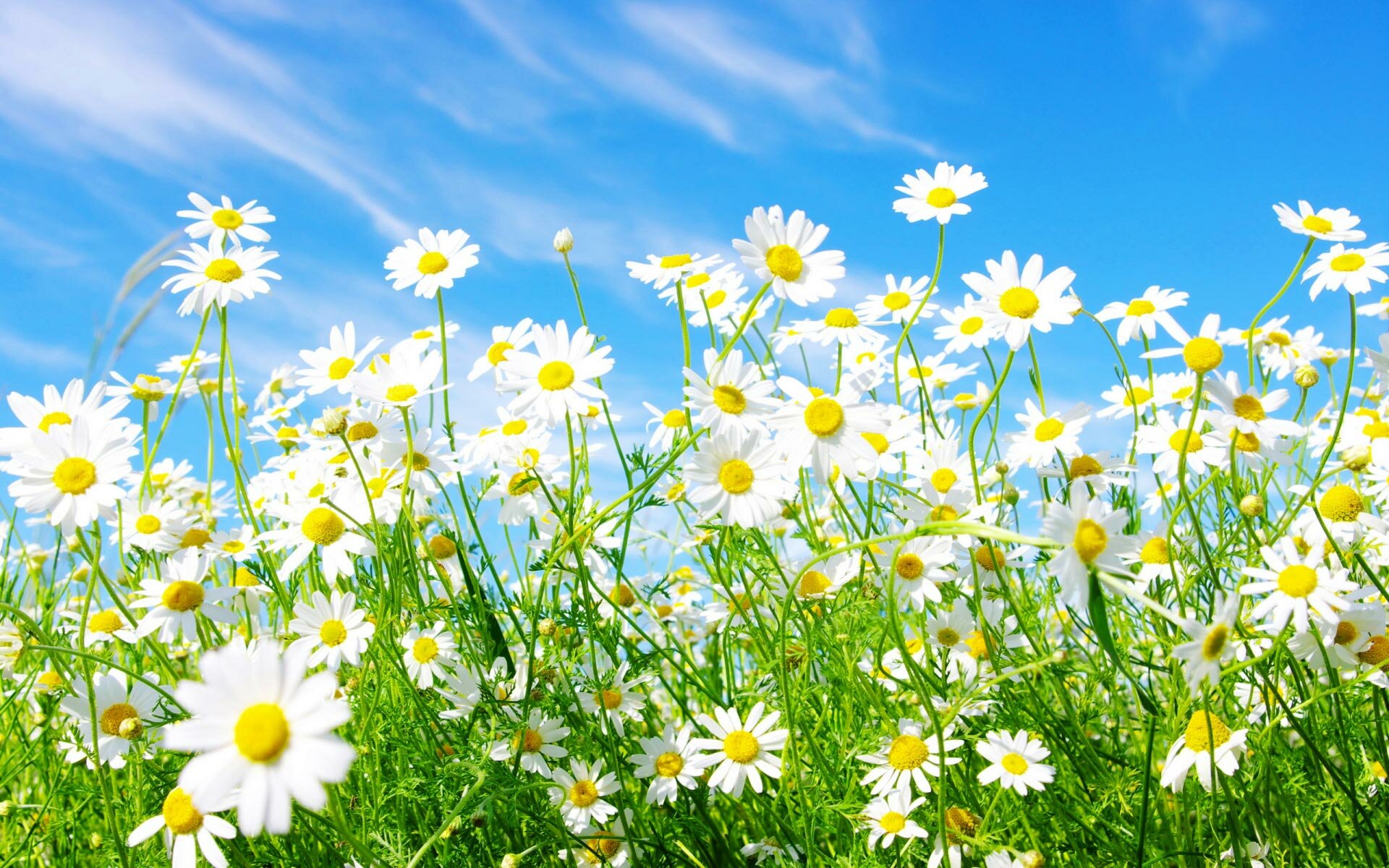 Daisies Wallpapers-11