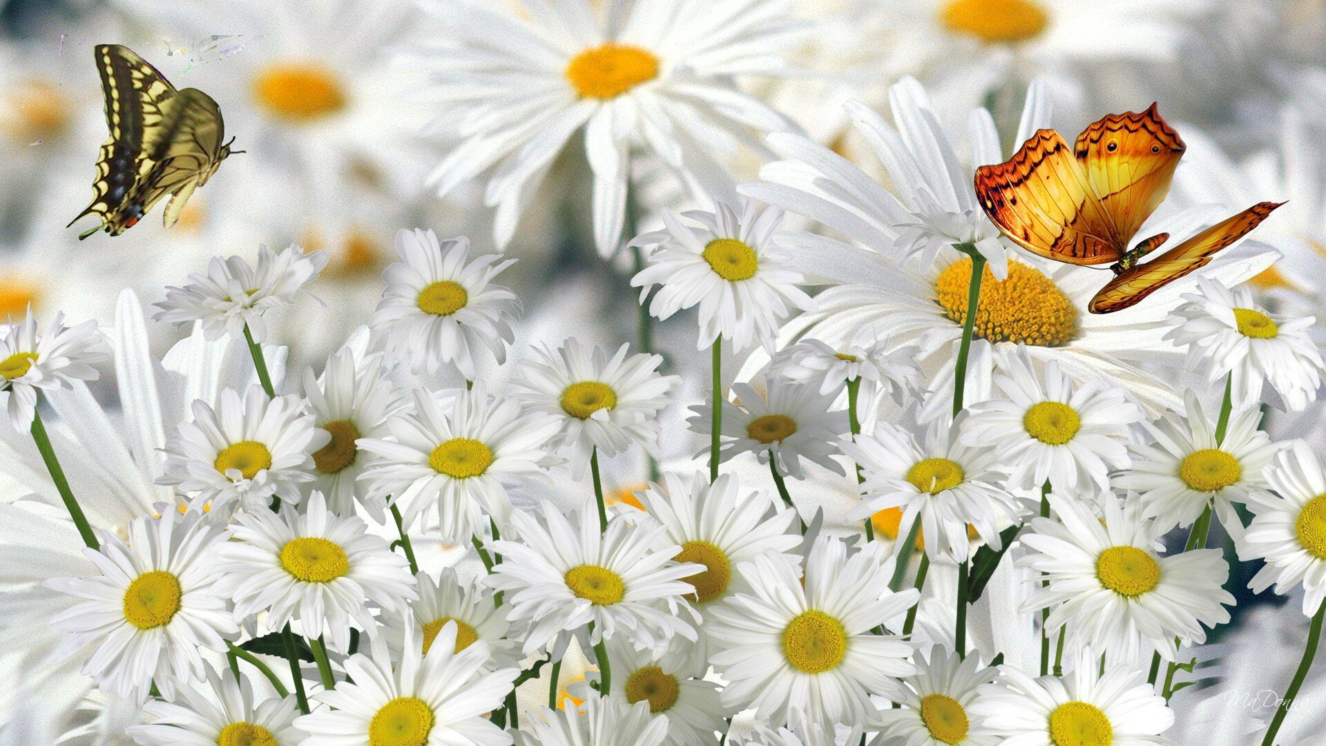 Daisies Wallpapers-2