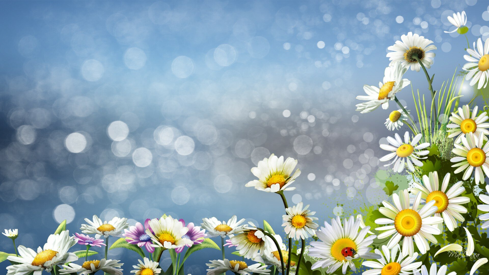 Daisies Wallpapers-3