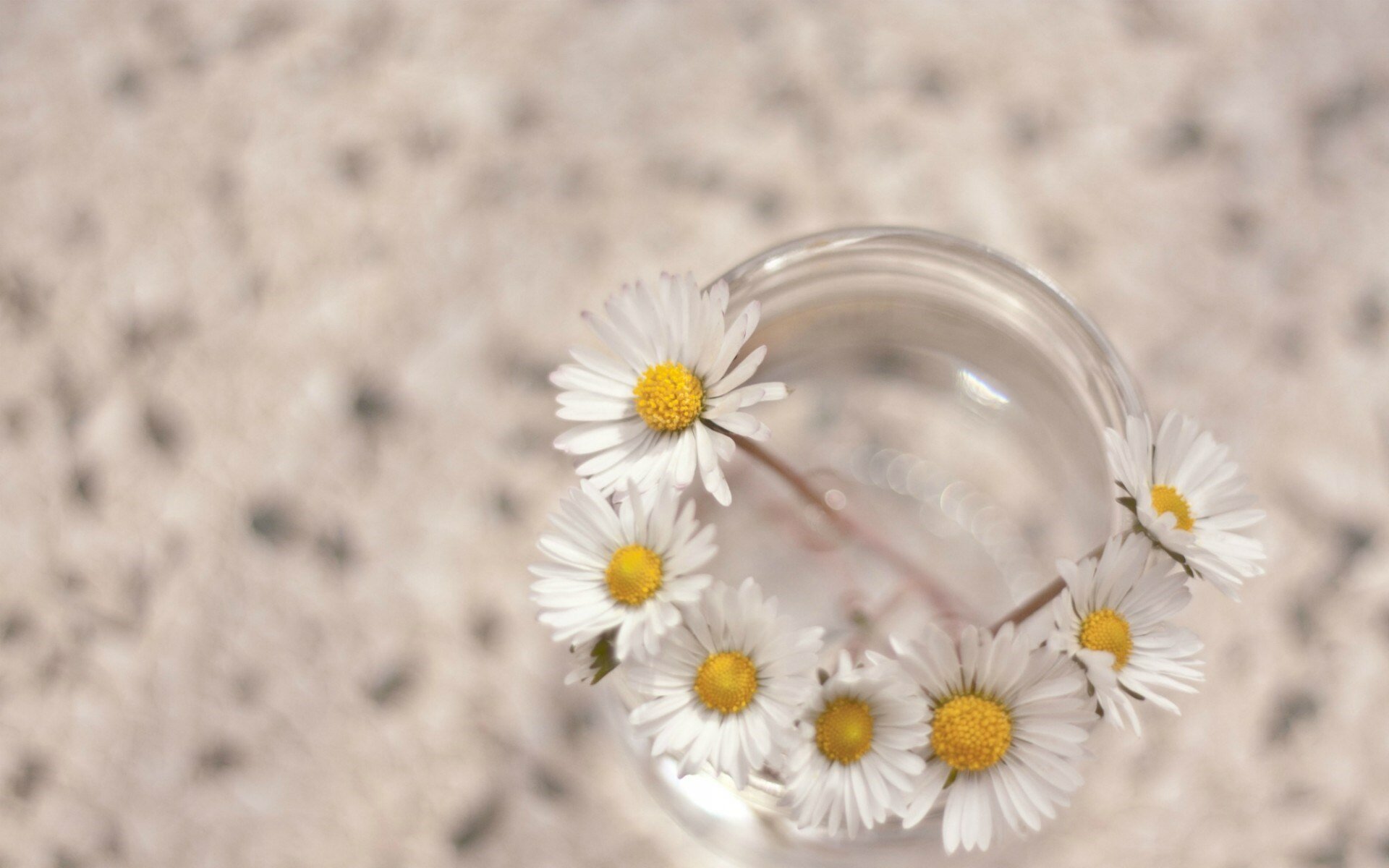 Daisies Wallpapers-6