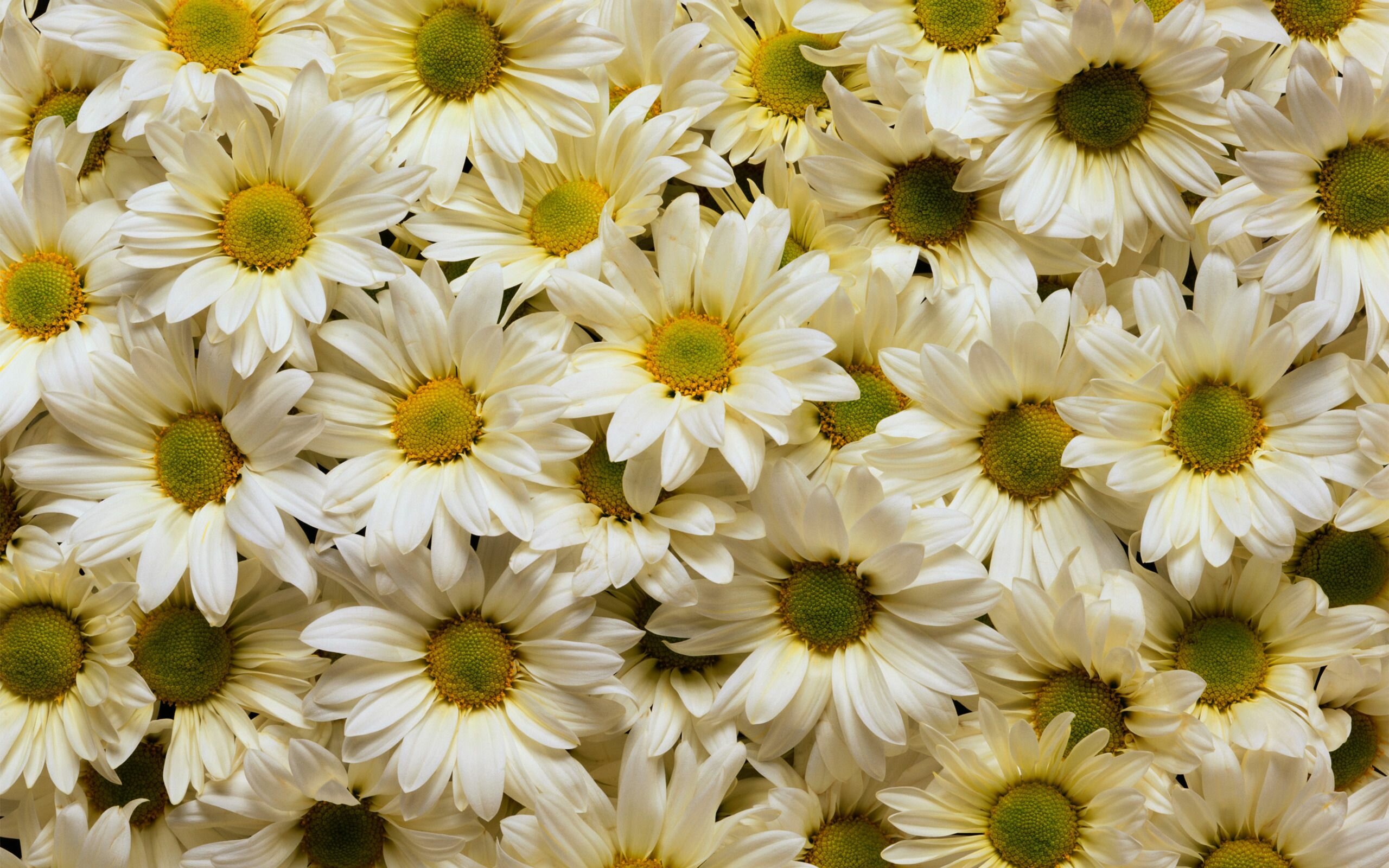 Daisies Wallpapers-7