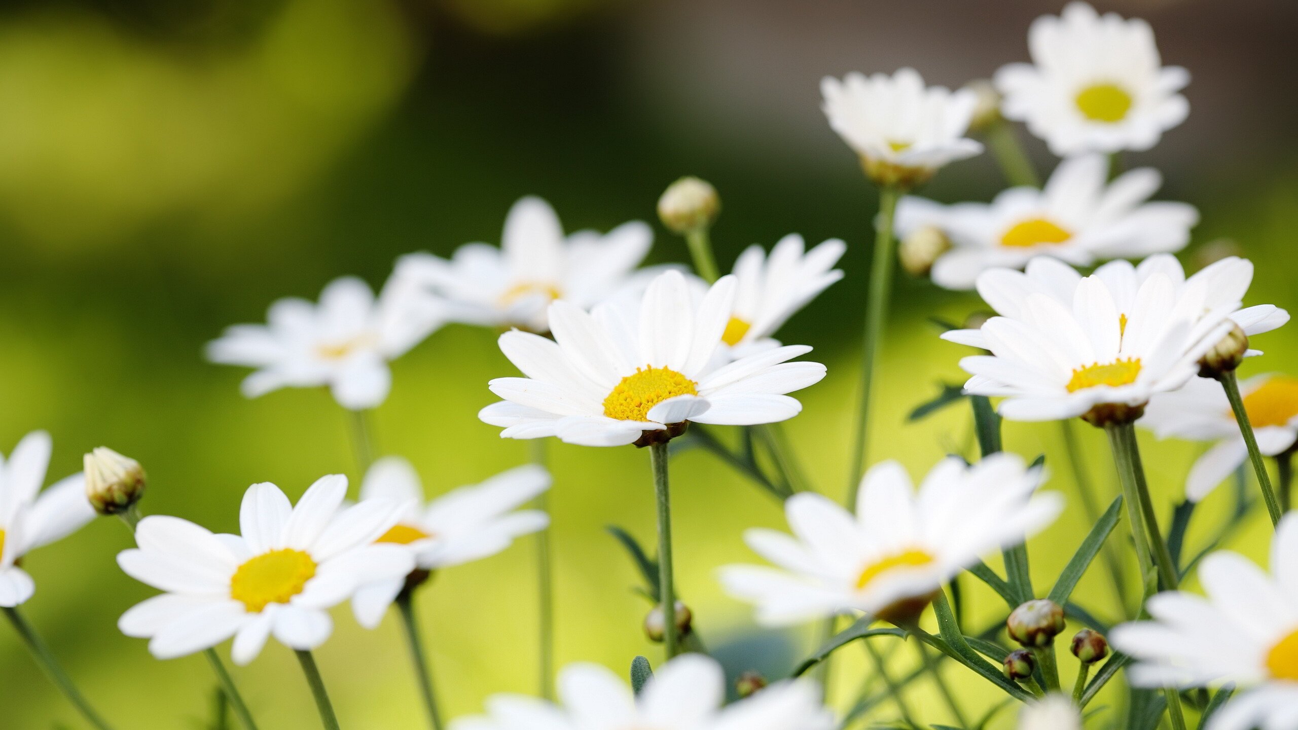 Daisies Wallpapers-8