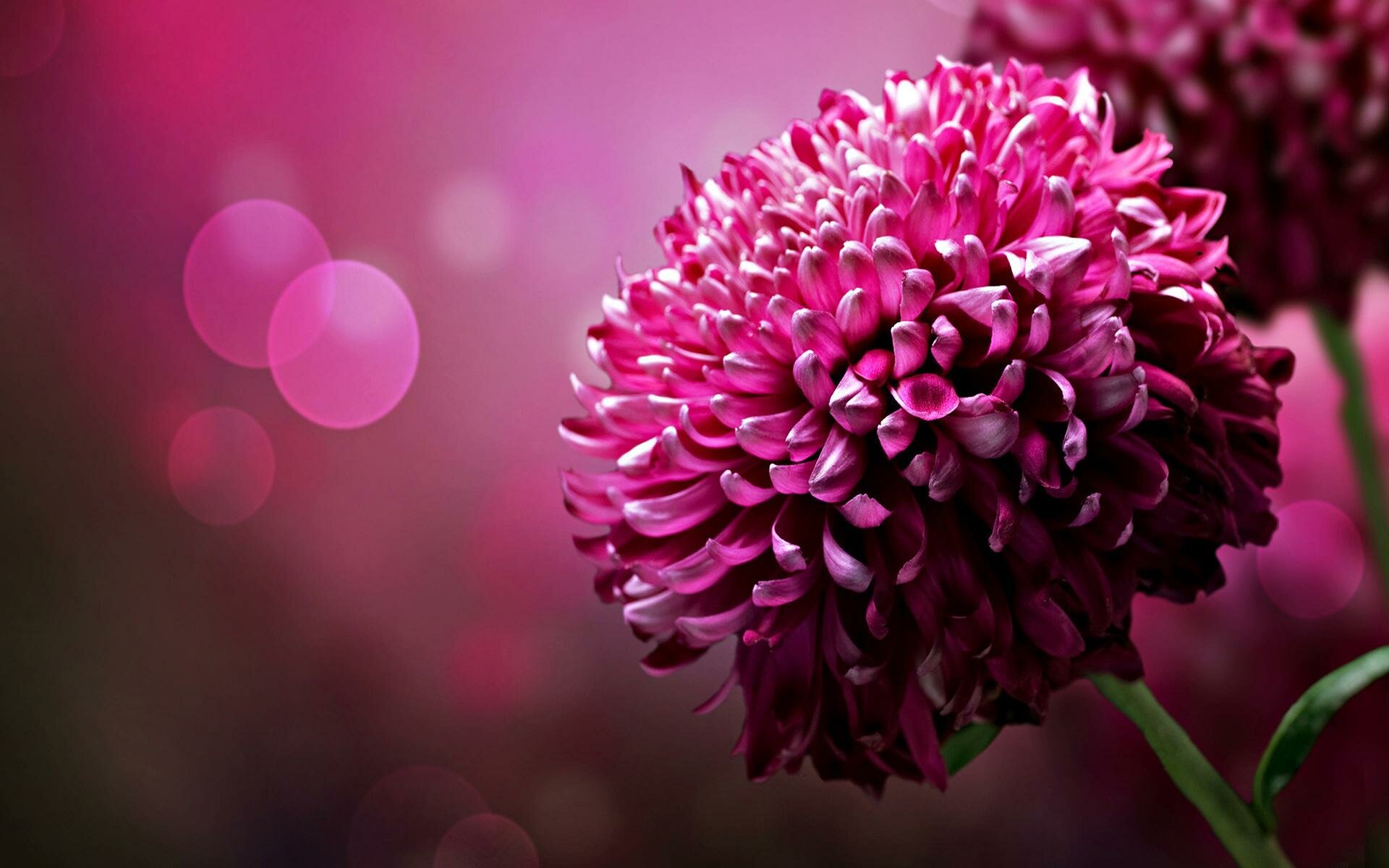 Chrysanthemums Wallpapers-2