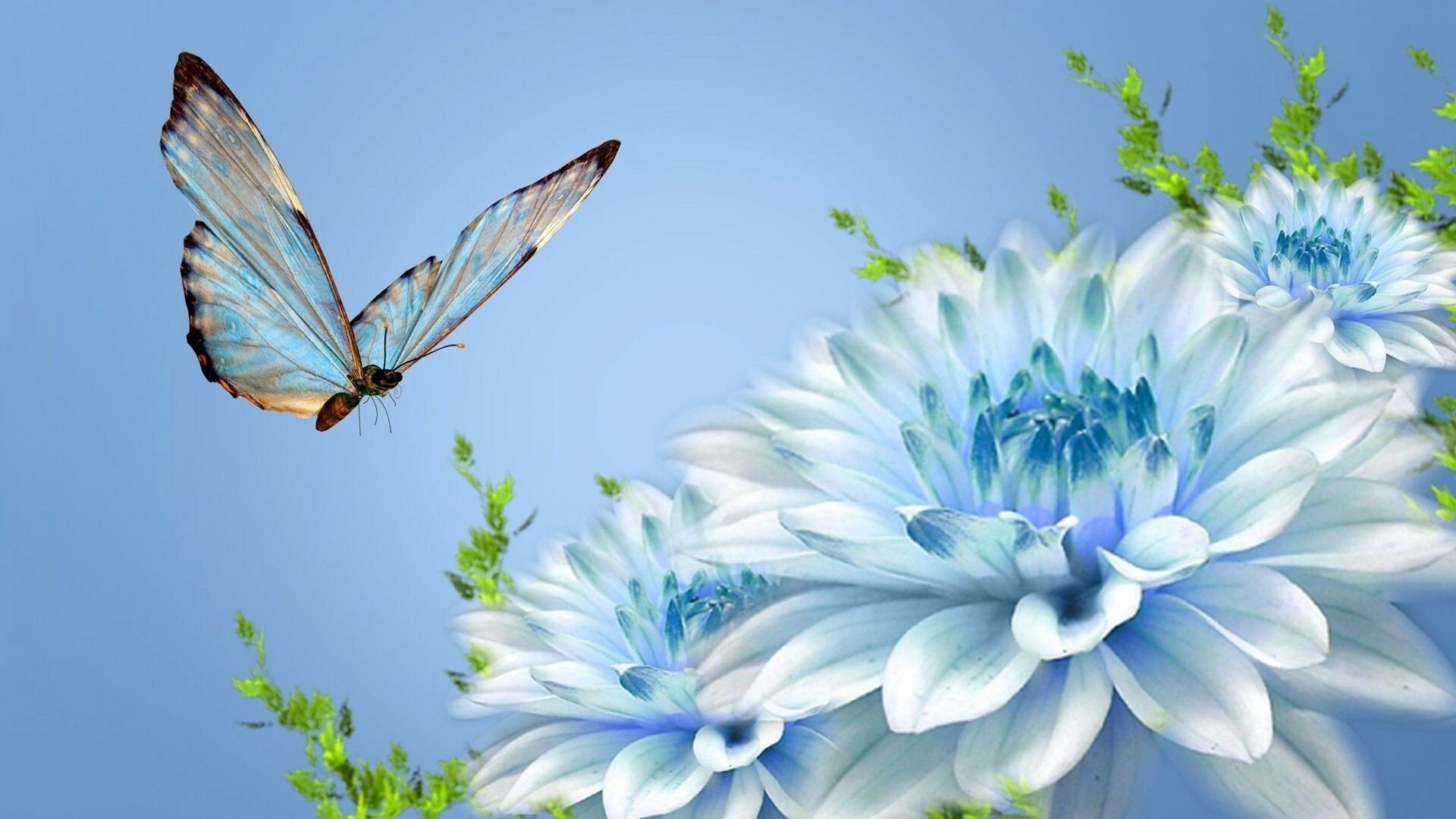 Chrysanthemums Wallpapers-4