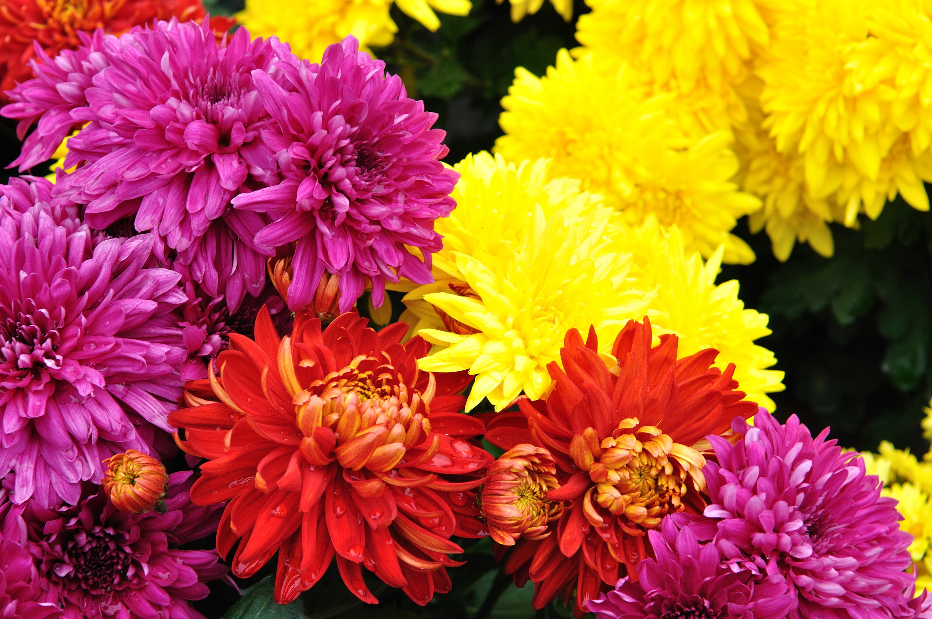 Chrysanthemums Wallpapers-6