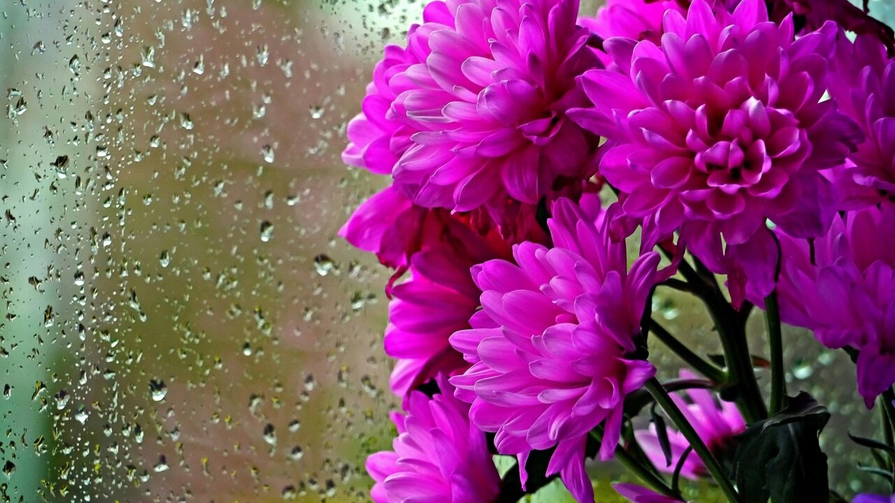 Chrysanthemums Wallpapers-7