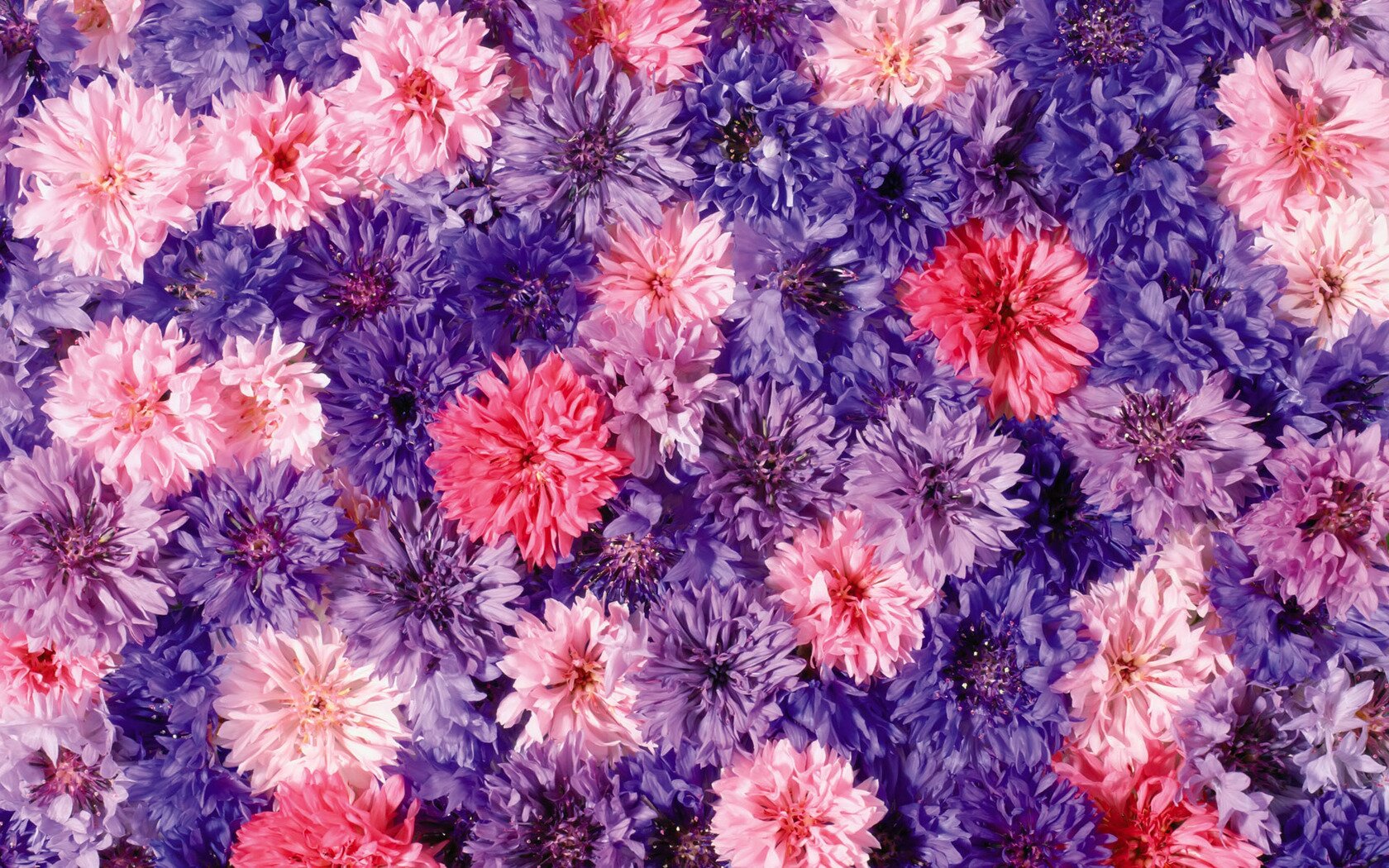 Chrysanthemums Wallpapers-8