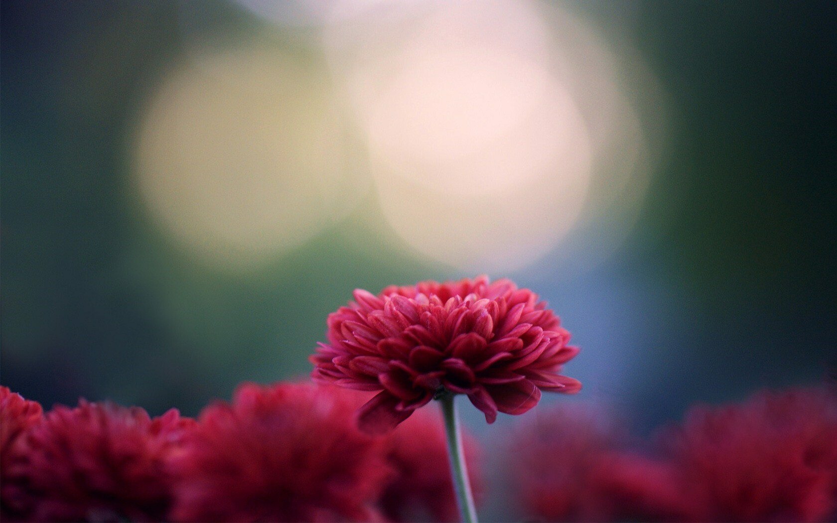 1446576678_Chrysanthemums-Wallpapers.jpg