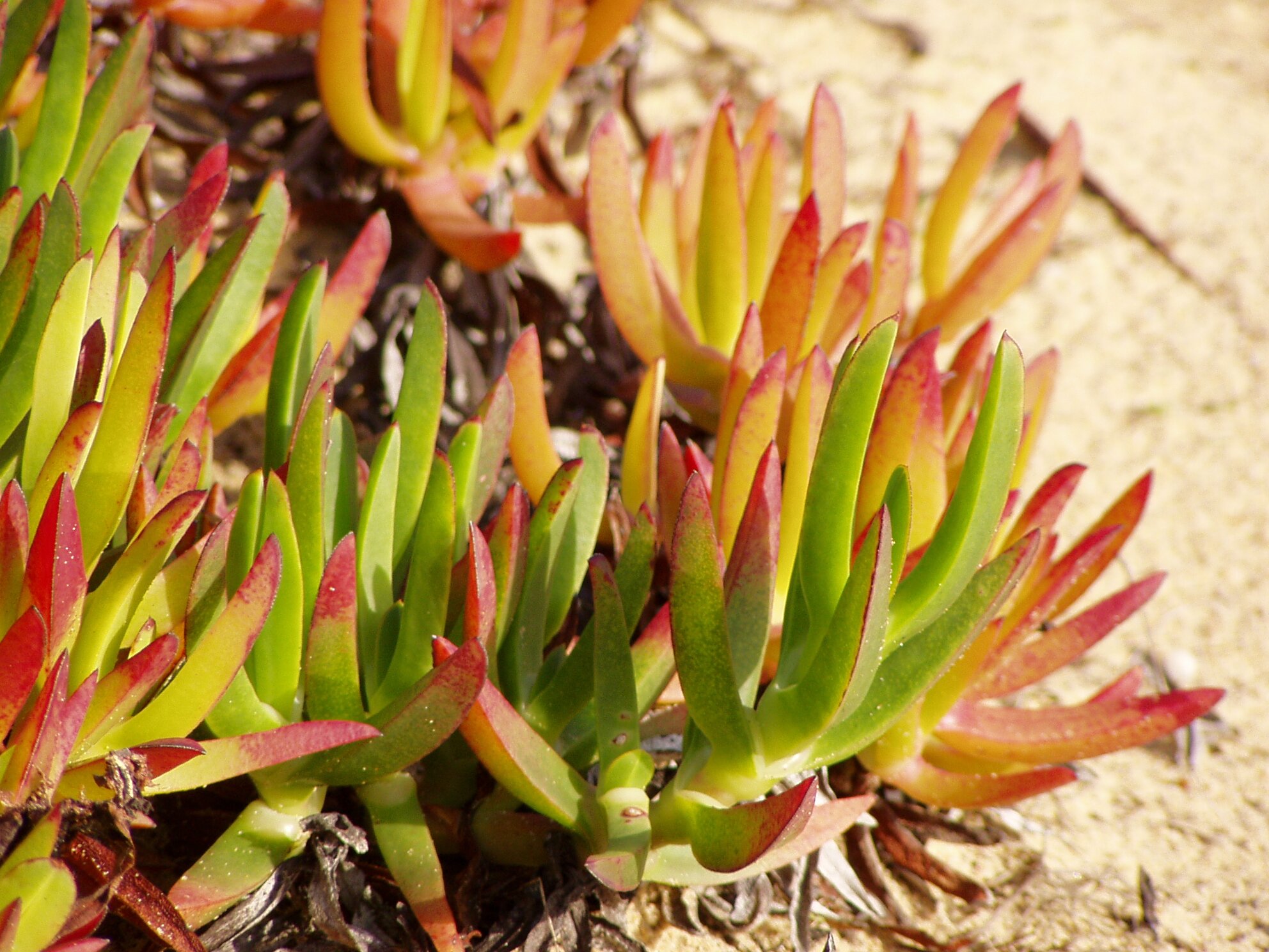 1446579555_Carpobrotus-edulis-Wallpapers.jpg