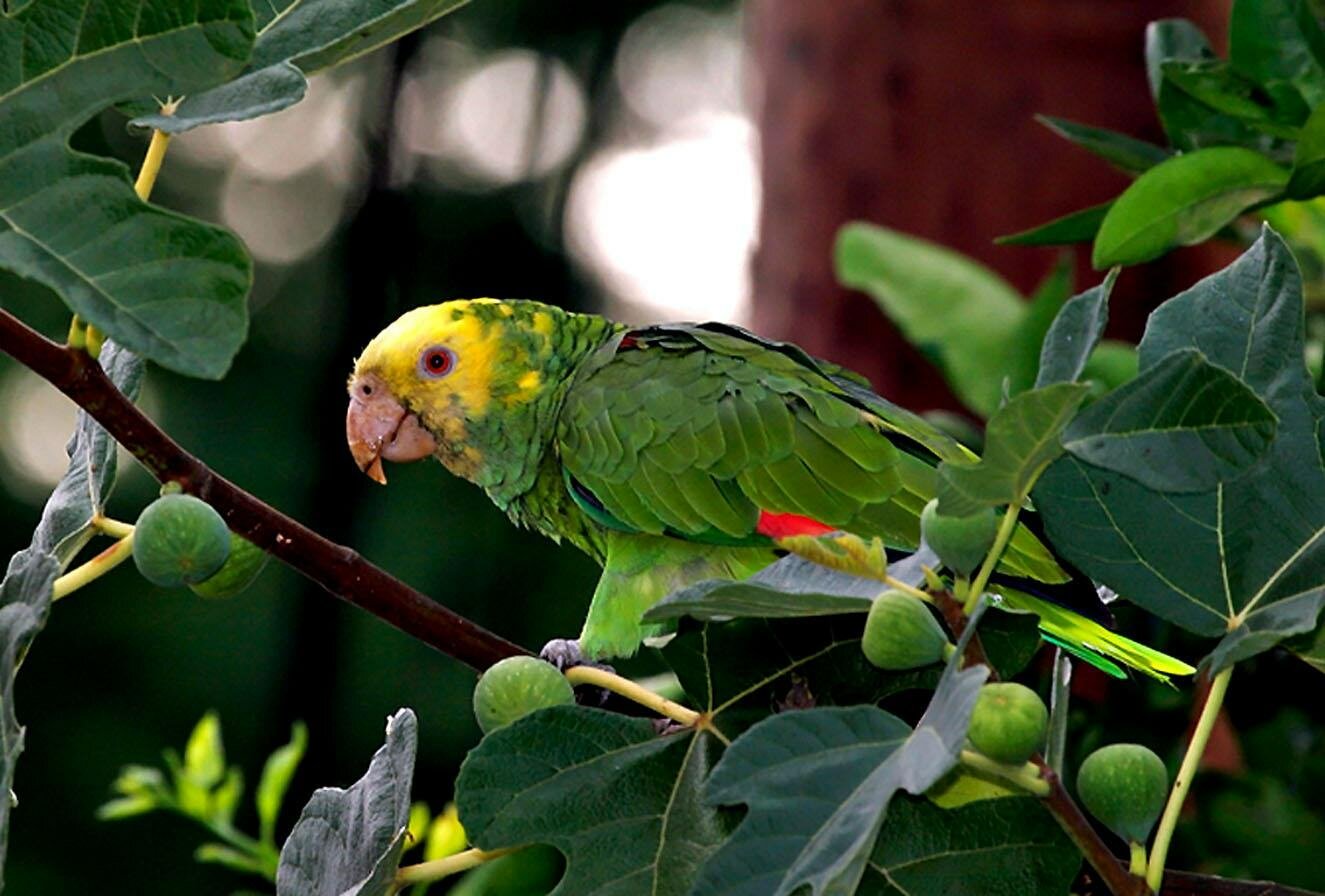 1446992301_218665_Amazona-ochrocephala-pet-parrot-wallpaper-category_1325x896.jpg
