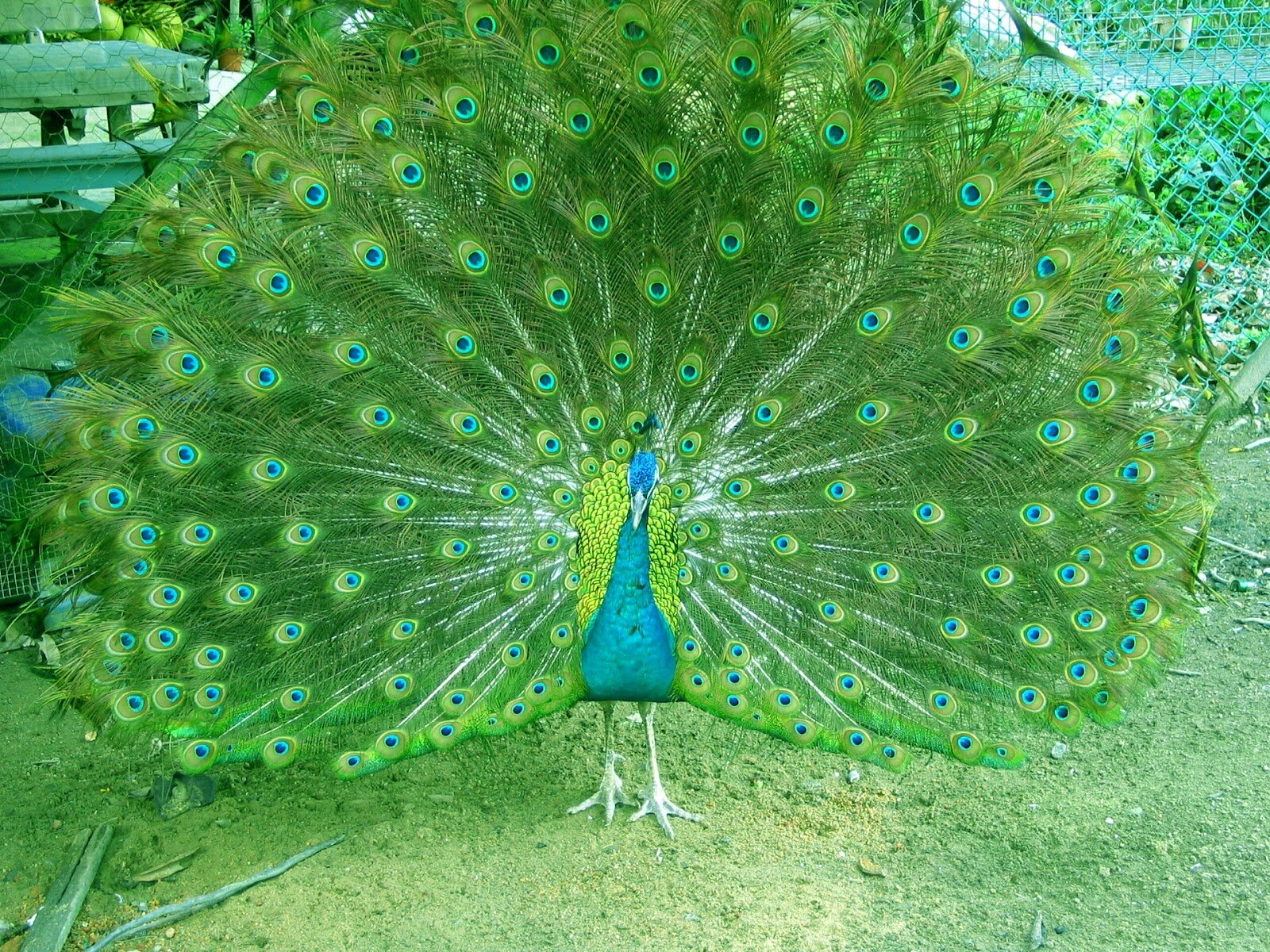 1446993390_peacock-wallpapers-15.jpg