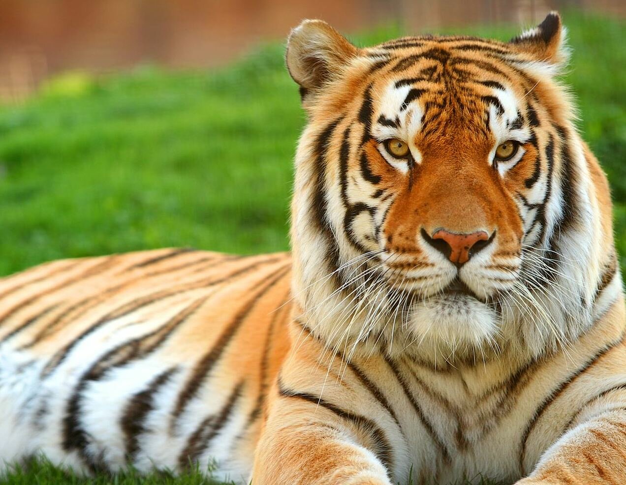 1446993455_tiger-high-resolution-wallpapers-beutifull-desktop-background-images-widescreen.jpg