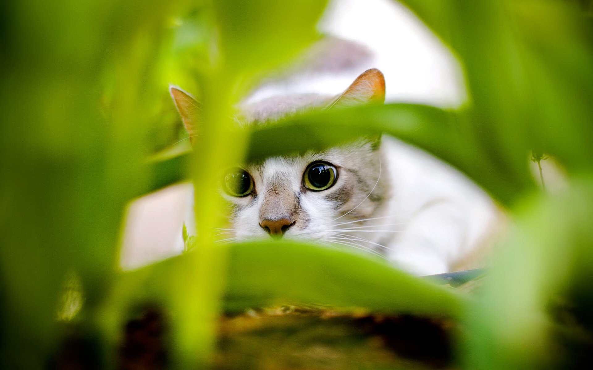 1446994464_cat_hiding-wide.jpg