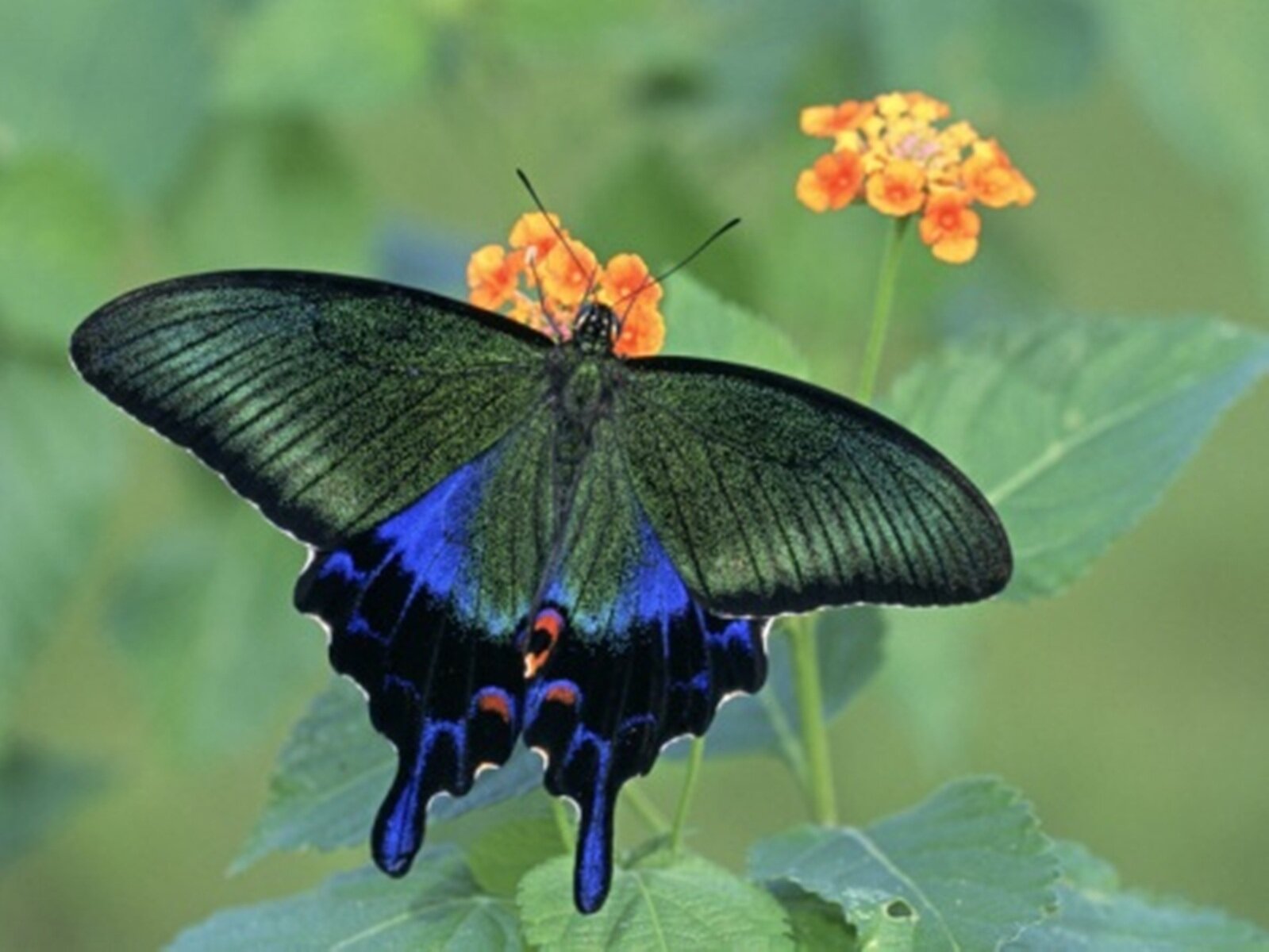 1446994616_Blue-Peacock-Butterfly.jpg