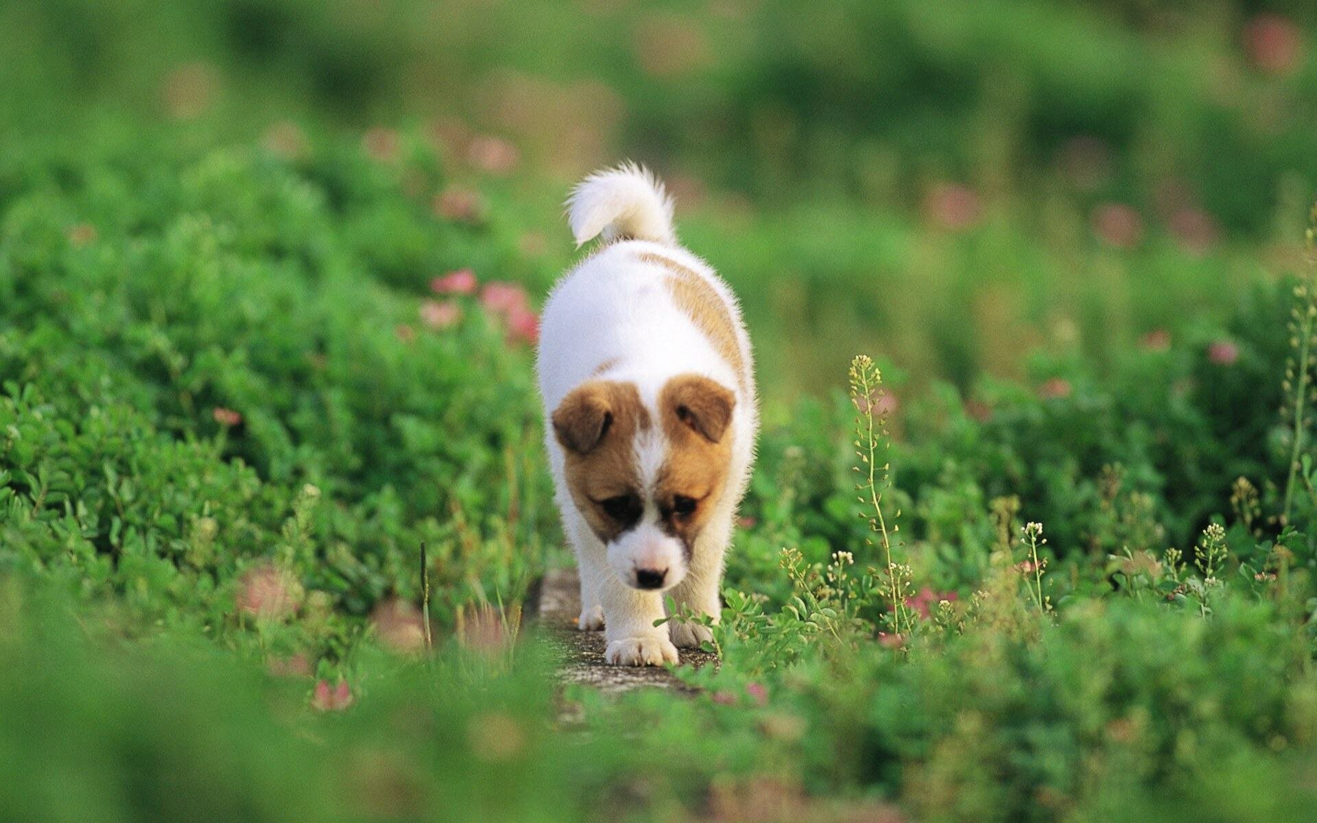 1446995442_63377_puppy-dog-grass-Lovely-puppies-outdoor-Cute-Dogs-wallpapers_1920x1200.jpg