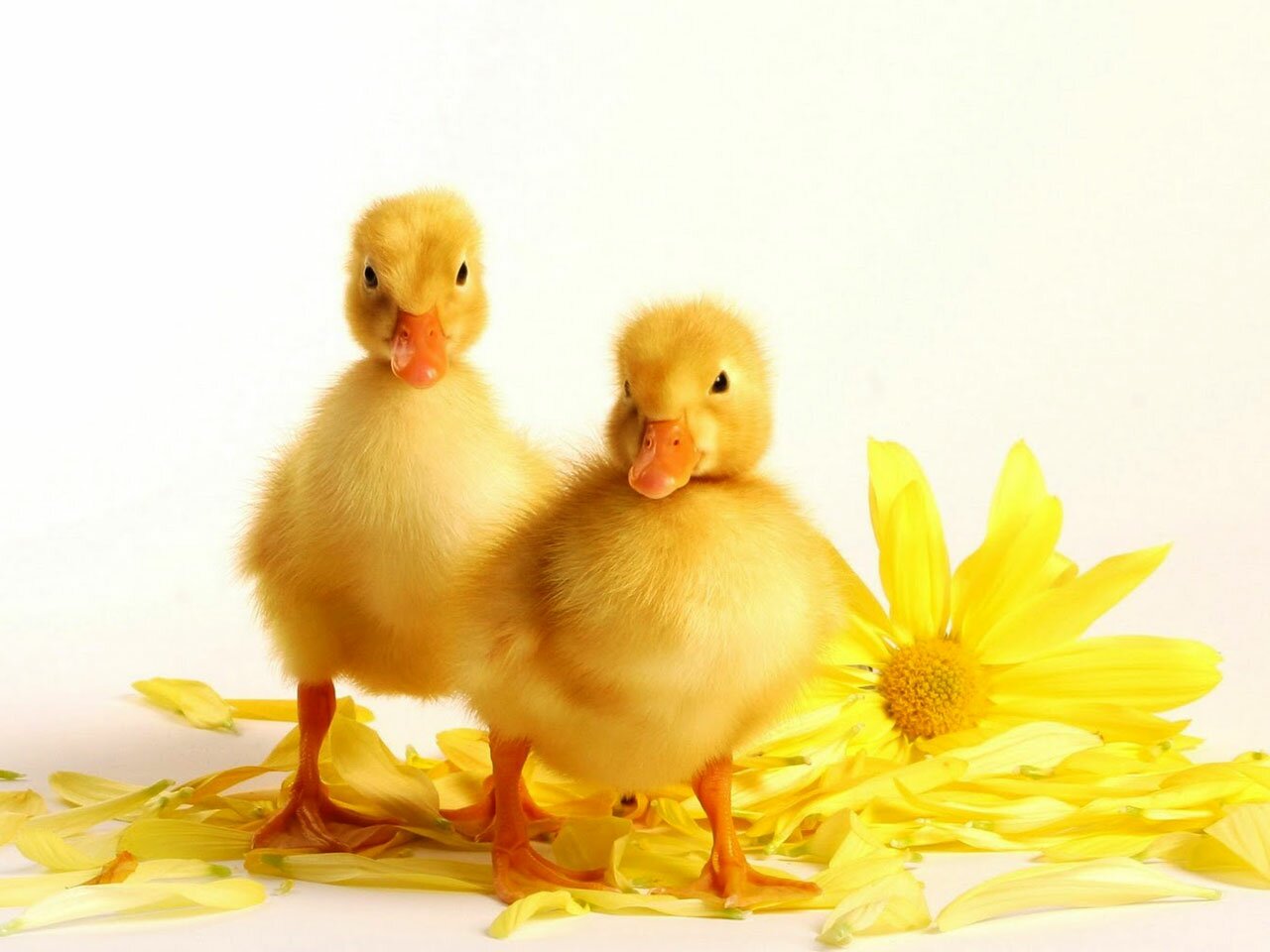 1446995919_ducks-gallery-mallard-and-mandarin-duck-baby_122792.jpg