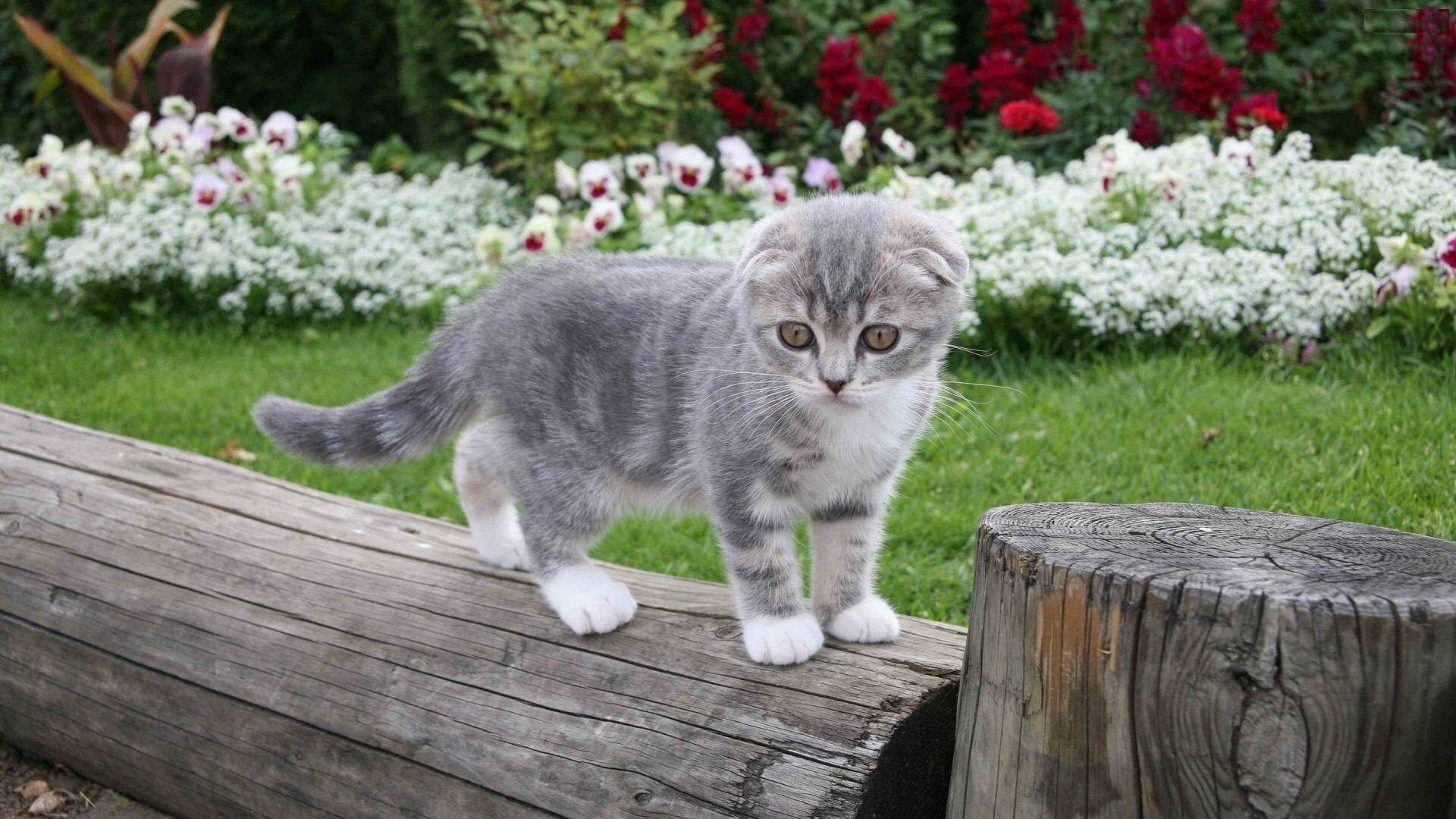 1446996403_cute-silver-cat-wallpaper.jpg