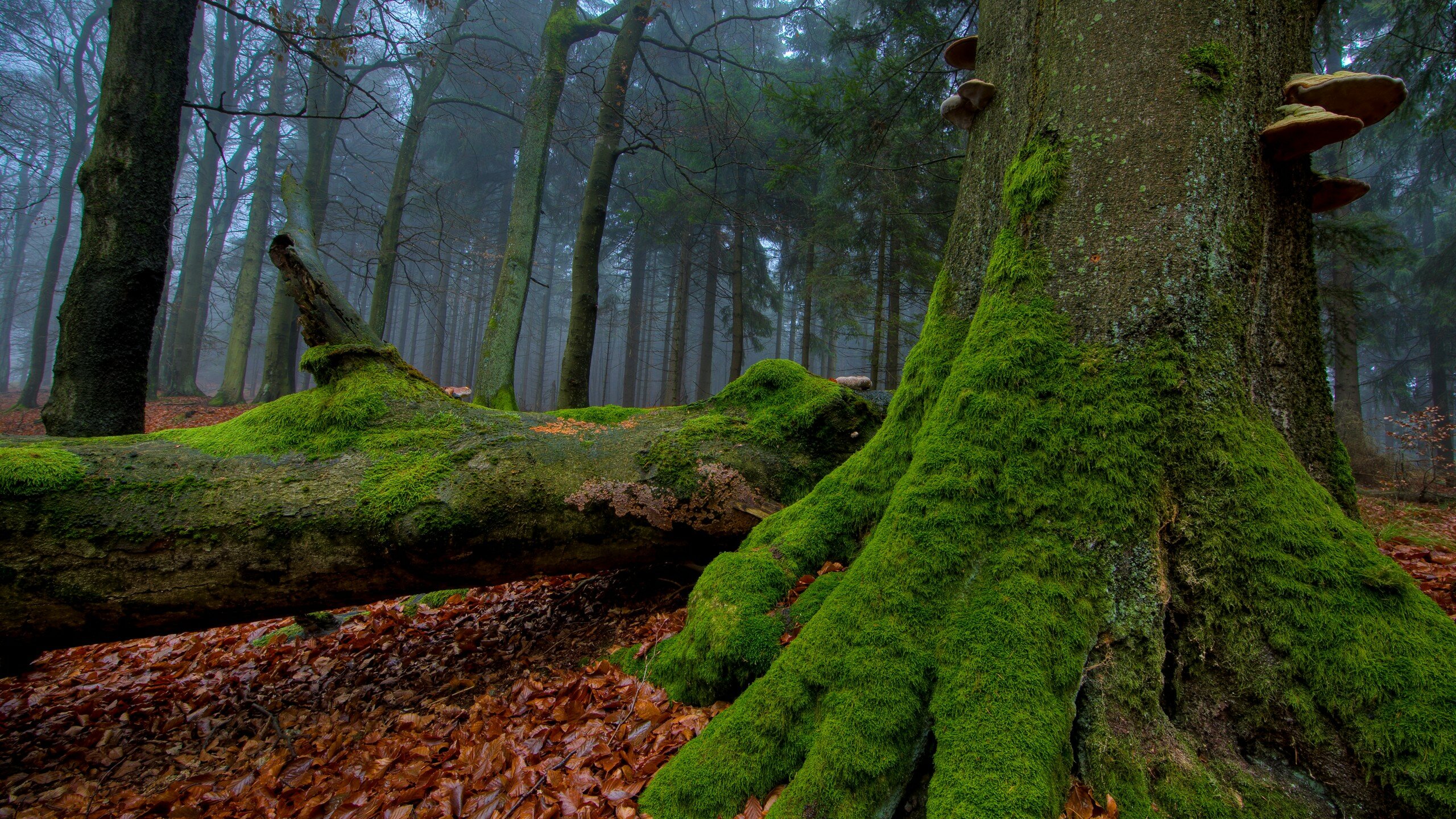 1447846468_Scenic-Forest-Images-1.jpeg