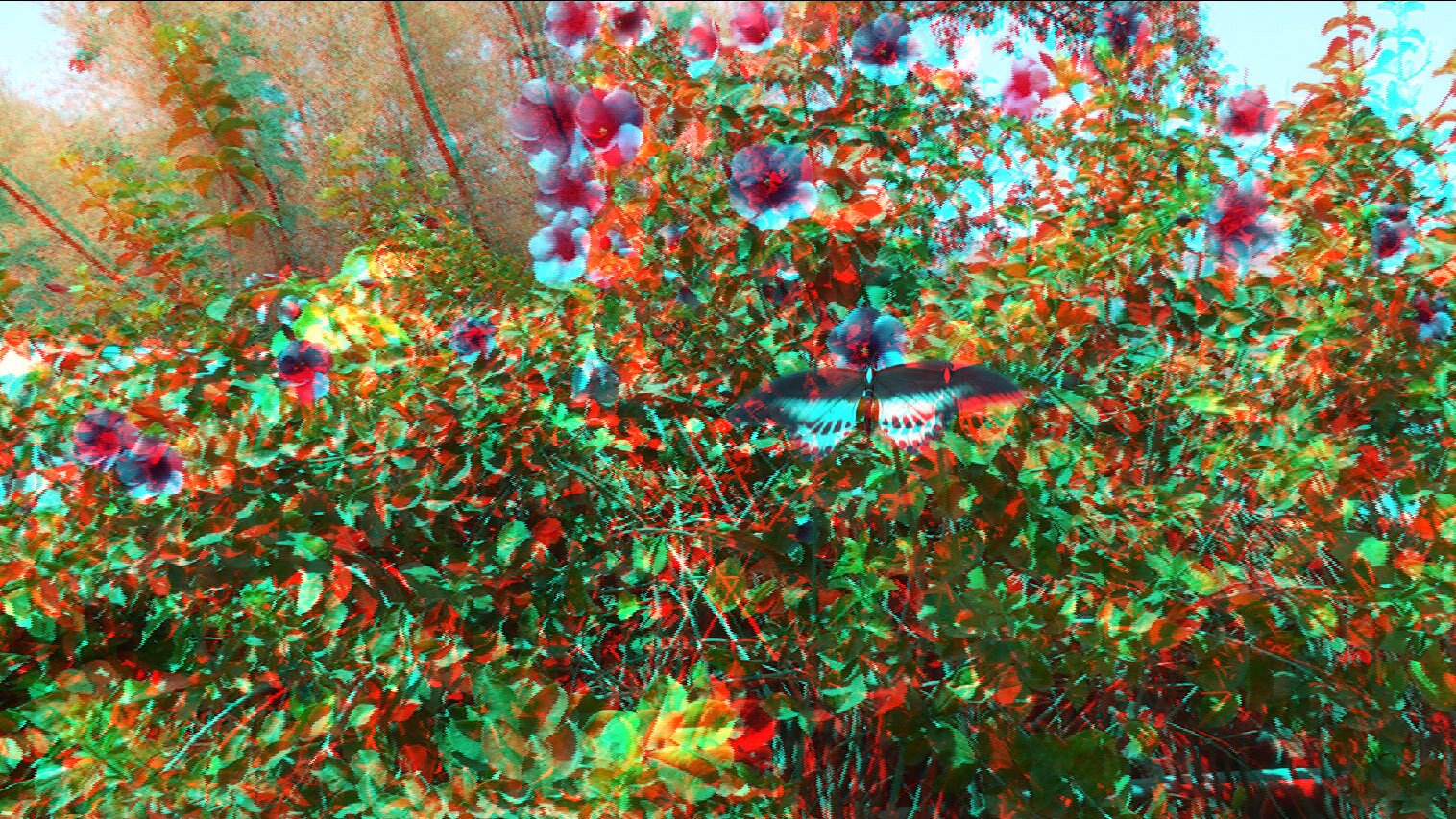 3D Images-6