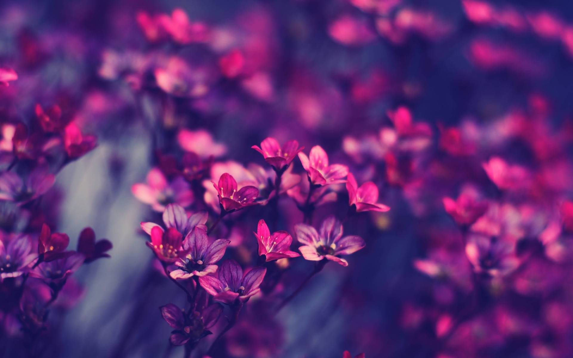 Pretty Backgrounds HD-3