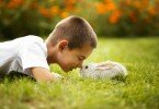 1449741793_rabbit_wallpaper_086-1024x682.jpg