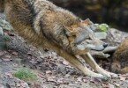 1449839765_Wolf_wallpaper_050-1024x674.jpg