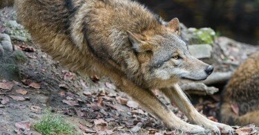 1449839765_Wolf_wallpaper_050-1024x674.jpg