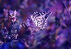 1449844084_Butterfly_wallpaper_068-1024x685.jpg