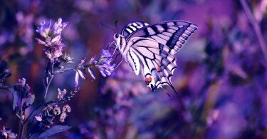 1449844084_Butterfly_wallpaper_068-1024x685.jpg
