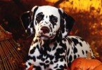 1449845521_dalmatian_dog_sit_breed_pumpkins_leaves_halloween_51671_3840x2160-1024x576.jpg