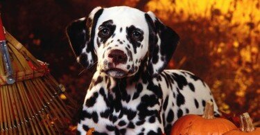 1449845521_dalmatian_dog_sit_breed_pumpkins_leaves_halloween_51671_3840x2160-1024x576.jpg