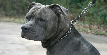 1450087868_pit_bull_17-1024x576.jpg