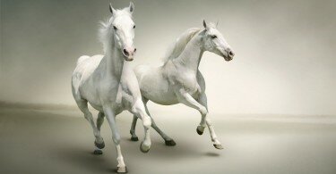 1450092251_white_horse_wallpaper_35-1024x678.jpg